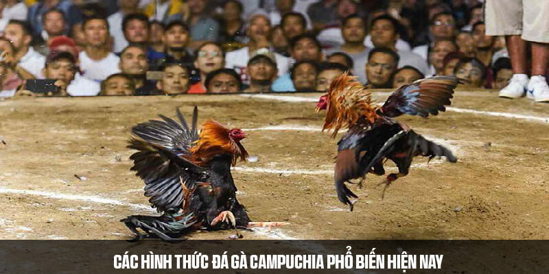 Một số loại hình đá gà Campuchia được ưa chuộng 